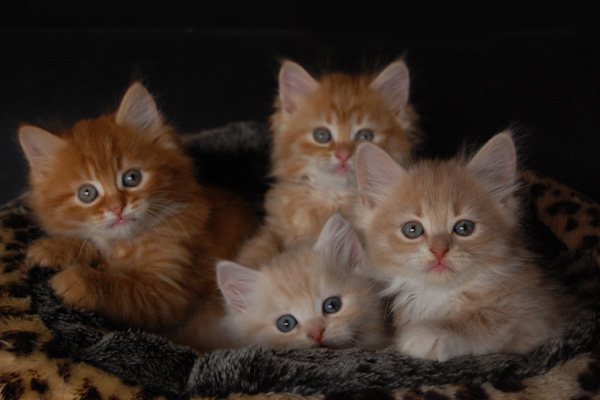 alle vier R-chen.jpg